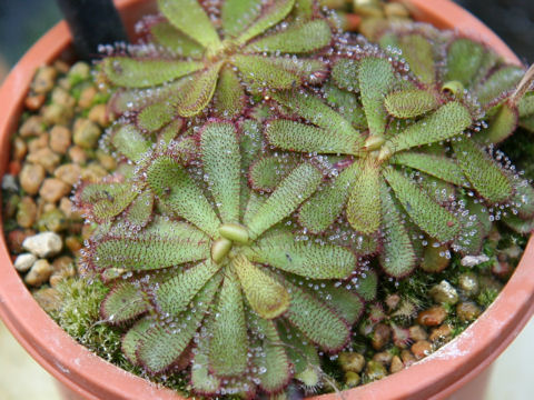 Drosera hamiltonii