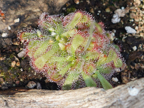 Drosera hamiltonii