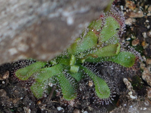 Drosera hamiltonii