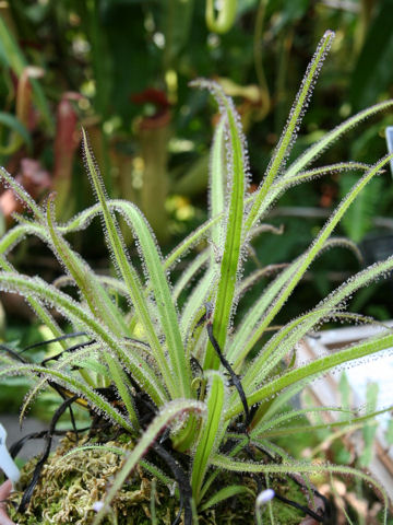 Drosera regia