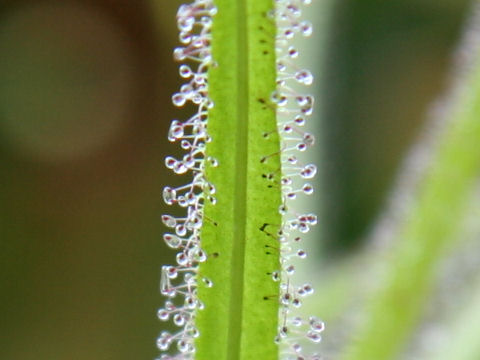 Drosera regia