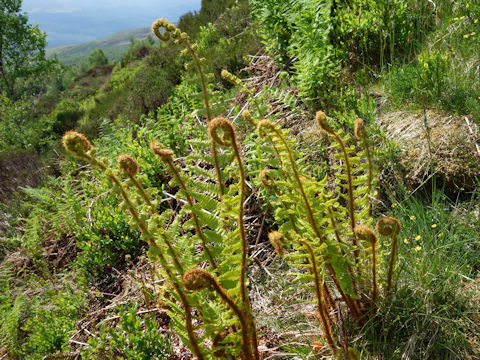 Dryopteris affinis