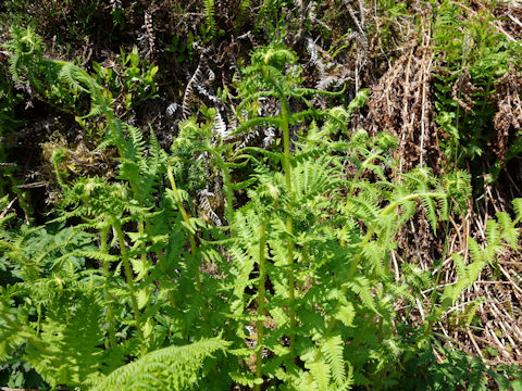 Dryopteris affinis