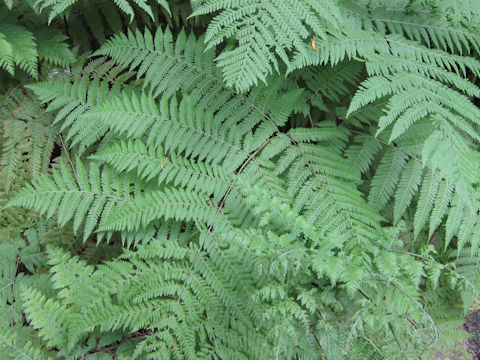 Dryopteris clintoniana