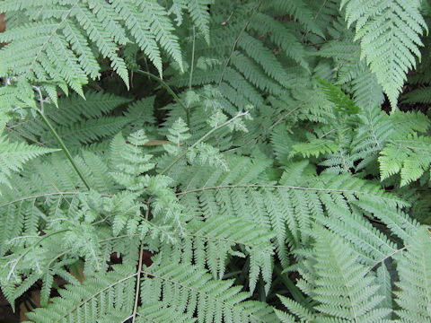 Dryopteris clintoniana