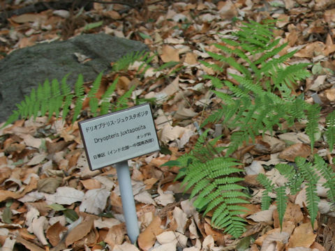 Dryopteris juxtaposita