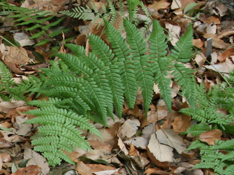 Dryopteris juxtaposita