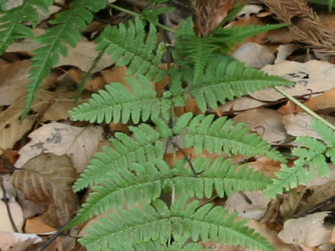 Dryopteris juxtaposita