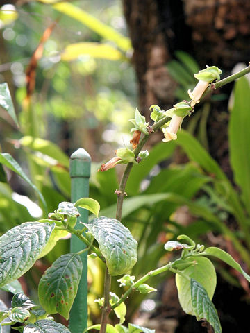 Drymonia warscewicziana