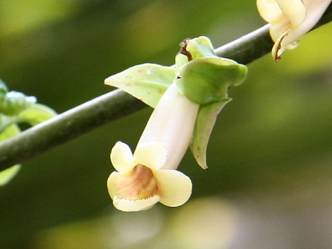 Drymonia warscewicziana