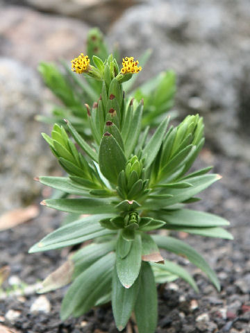 Dubautia menziesii