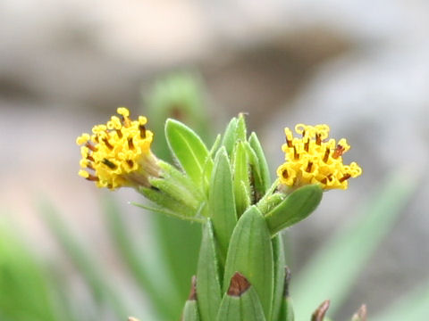 Dubautia menziesii