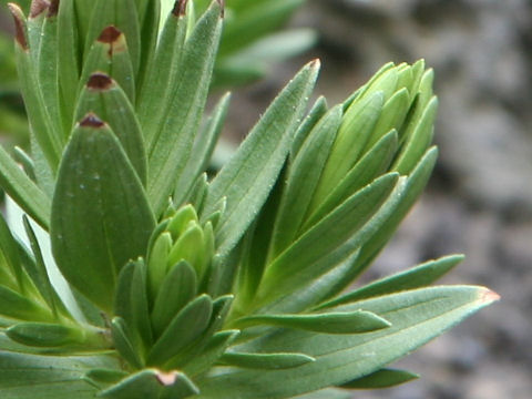 Dubautia menziesii