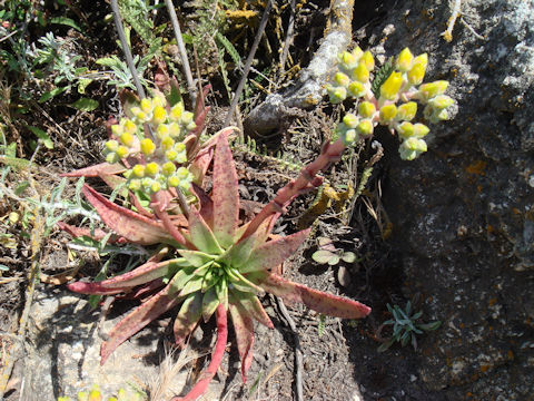 Dudleya cymosa ssp. cymosa