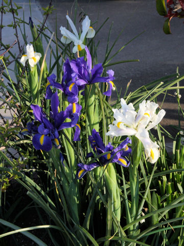 Iris x hollandica