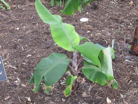 Musa acuminata cv. Dwarf Cuban Red