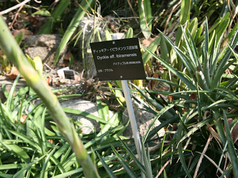 Dyckia aff. ibiramensis