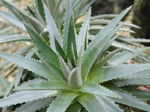 Dyckia brevifolia