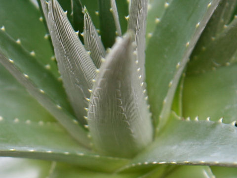 Dyckia brevifolia