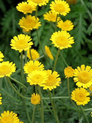 Anthemis tinctoria