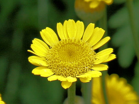 Anthemis tinctoria