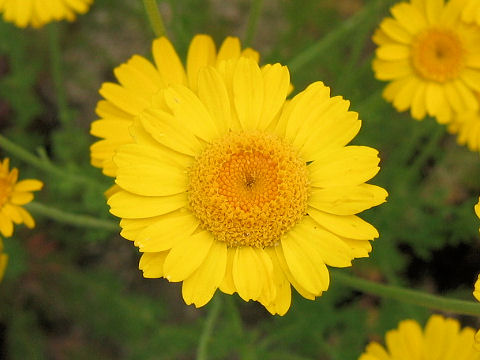 Anthemis tinctoria