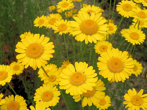 Anthemis tinctoria