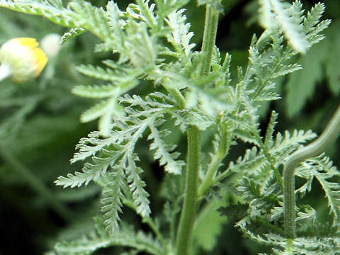 Anthemis tinctoria