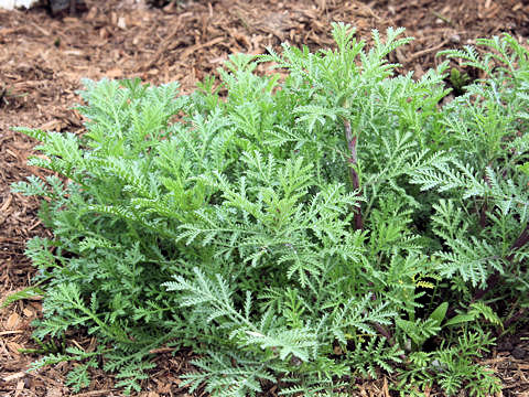 Anthemis tinctoria