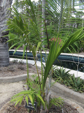 Dypsis cabadae