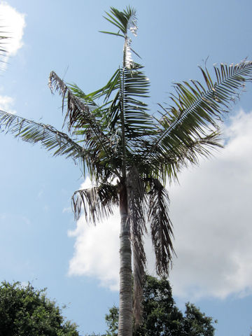 Dypsis leptocheilos