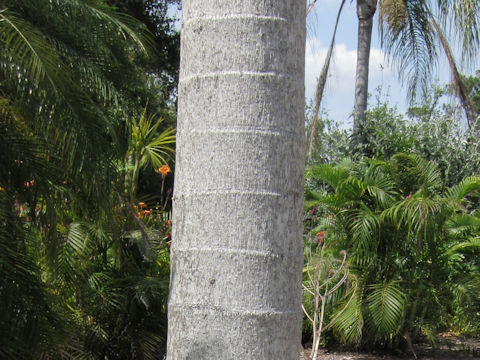 Dypsis leptocheilos