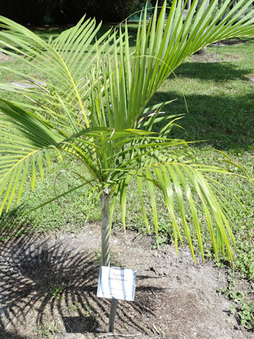 Dypsis saintelucei