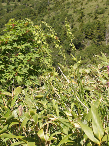 Veratrum maackii var. parviflorum f. alpinum