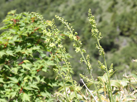 Veratrum maackii var. parviflorum f. alpinum