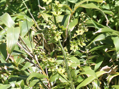 Veratrum maackii var. parviflorum f. alpinum