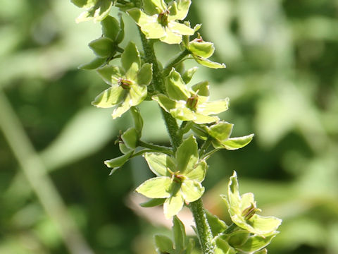 Veratrum maackii var. parviflorum f. alpinum