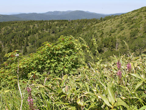 Veratrum maackii var. parviflorum f. alpinum