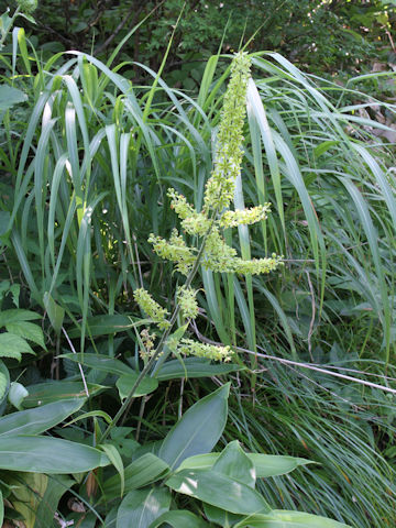 Veratrum maackii var. parviflorum f. alpinum