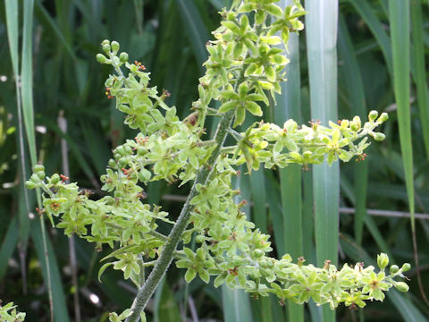 Veratrum maackii var. parviflorum f. alpinum