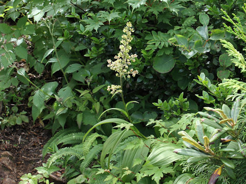 Veratrum maackii var. parviflorum f. alpinum