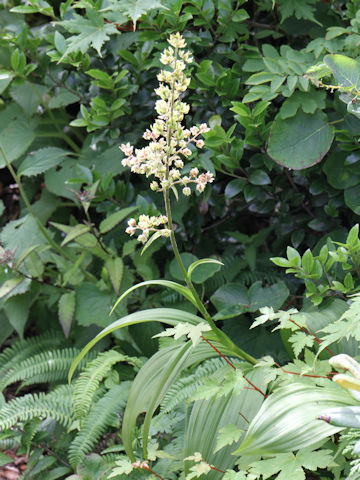 Veratrum maackii var. parviflorum f. alpinum