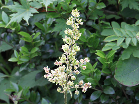 Veratrum maackii var. parviflorum f. alpinum