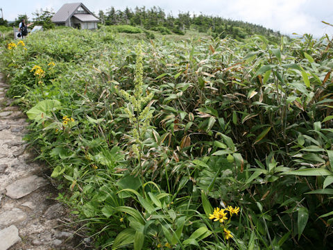 Veratrum maackii var. parviflorum f. alpinum