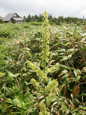 Veratrum maackii var. parviflorum f. alpinum