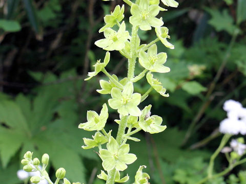 Veratrum maackii var. parviflorum f. alpinum