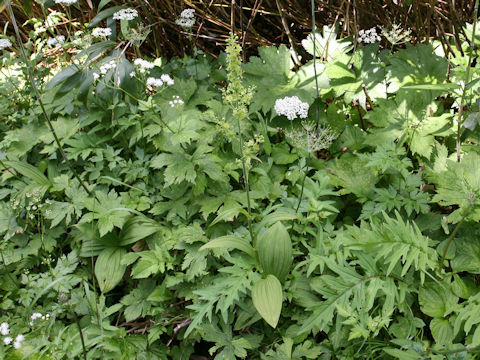 Veratrum maackii var. parviflorum f. alpinum