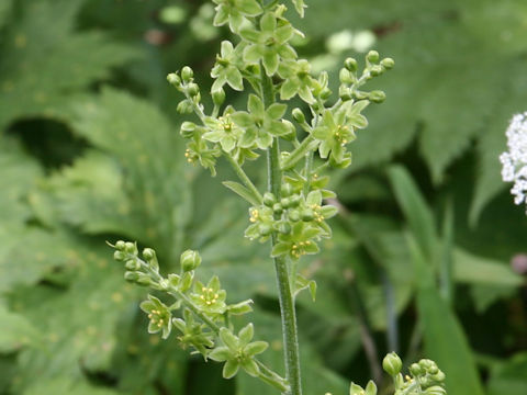 Veratrum maackii var. parviflorum f. alpinum