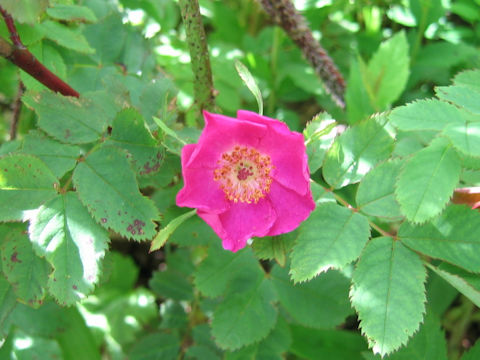 Rosa nipponensis