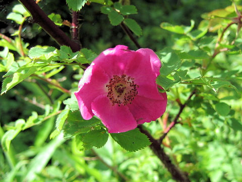 Rosa nipponensis